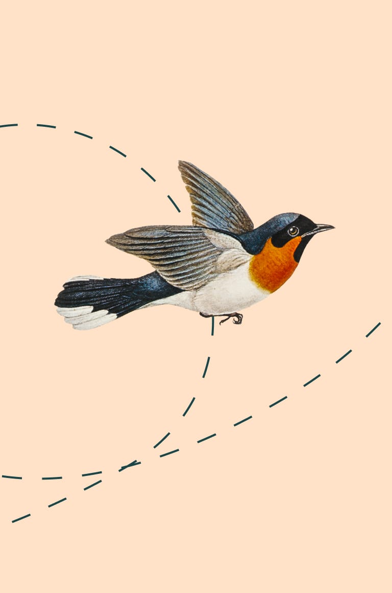 Illustration of a flying bird.